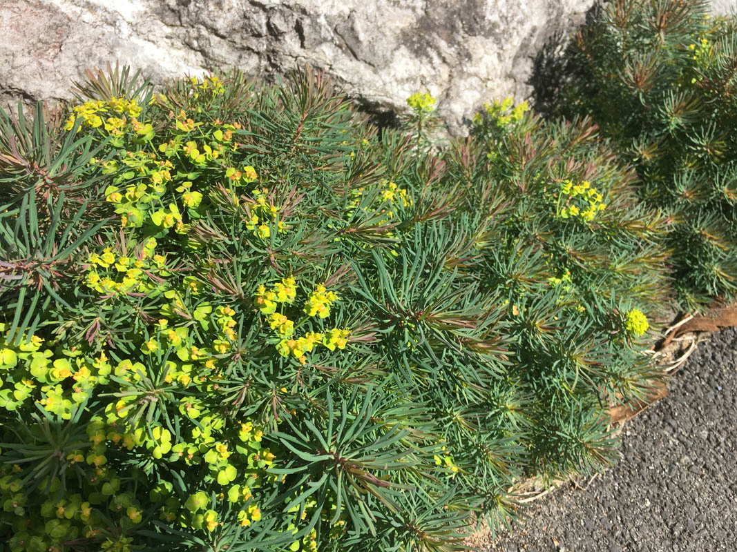 Euphorbia cyparissias
